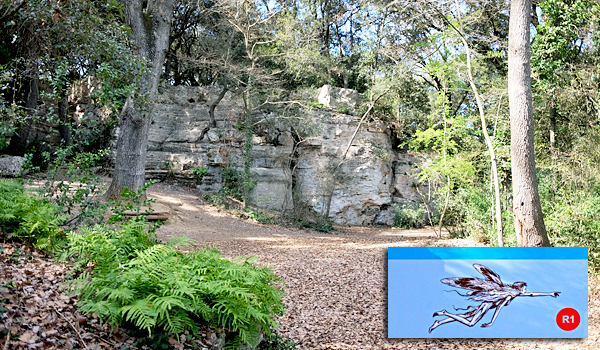 Bosc de les estunes - Porqueres